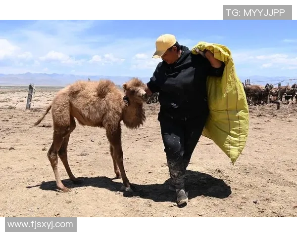 深度梳理：记者称武切维奇更有吸引力，公牛内线基石焕发新生机